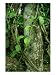 Ayahuasca Vine, Used as Hallucinogen, Amazonian Peru Botanical Photographic Poster Pr...