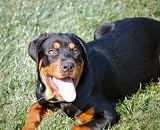 51tOxA8uuYL. SL160 My Dog Has Bad Breath Causes & Cures For Bad Dog ...