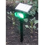 Solar Green Spotlight