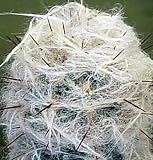 White Wooley Beard Old Man Cactus - 3 Clay Pot - Easy!