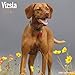 Vizsla Calendar - Only Dog Breed Vizsla Calendar - 2016 Wall calendars - Dog Calendars - Monthly Wall Calendar by Avonside