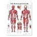 Search : The Muscular System Giant Chart
