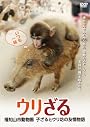 ウリざる　福知山市動物園　     子ざるとウリ坊の友情物語 (＜ＤＶＤ＞)