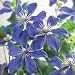 Clematis 'Arabella' climber, Holds the RHS garden merit award