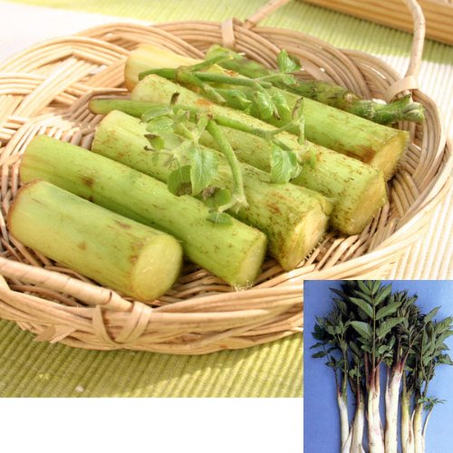 山ウド（ヤマウド・山独活）3.5号ポット2株セット