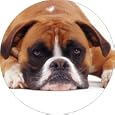 Red boxer dog fridge magnet