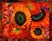 Linda Shier Sunflower Burst 13 x 19 Glossy Print with Double Mat