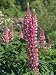 Pink Flowers of Lupins, Lupinus Russell Hybrid, Taken in May in Devon, England Photographic Poster Print by Michael Black, 12x16