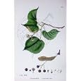 BOTANY PLANTS c1902 LARGE LEAVED LIME TILIA FLOWER