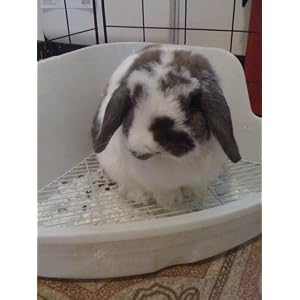 Scatterless Litter box A litter box with a wire floor that eliminates the spreading of the bedding