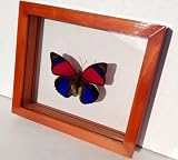 Mounted Violet and Blue Butterfly Agrias Claudina Sardanapalus in Wood Frame