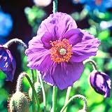 51tRNs9frDL. SL160  20 Seeds, Poppy Violet Himalayan (Meconopsis betonicifolia) Seeds By Seed Needs Reviews