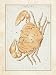 Cancer Zodiac Sign Poster (18.00 x 24.00)