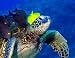 Fish Eating the Algae on a Turtle - 24