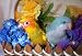 Bird Care Basics: A Beginners Guide