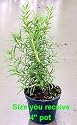 Rosemary Plant - 4" pot - Great Gift for Indoors or Out