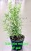 Outdoor Living : Rosemary Plant - 4' pot - Great Gift for Indoors or Out
