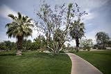 Michael S. Wolfson Park in Palm Springs, California - 16