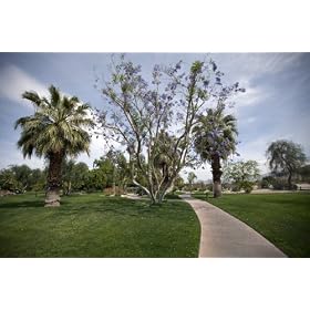 Michael S. Wolfson Park in Palm Springs, California - 16"x20" - Fine-Art Gicl??e Photographic Print by Carol M. Highsmith