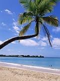 Les Salines Beach, Near Sainte Anne, Martinique, Lesser Antilles Art Photographic Poster Print by Yadid Levy, 18x24