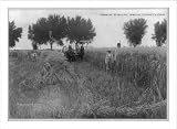 Historic Print (L): [Grain Field, Weld County, Colorado]