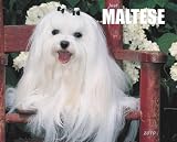 Maltese 2010 Wall Calendar 13
