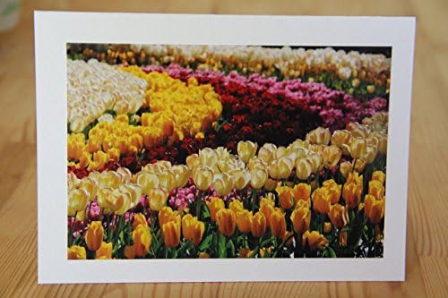 Tulips at Keukenhof Garden Photo Greeting Card