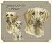 labrador20  - David Kiphuth Dog Breeds Yellow Labrador Mousepad Mouse