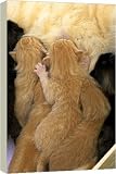 Box Canvas Print of Cat - ginger kittens suckling from Ardea