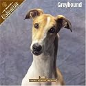 Greyhound