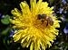 Honeybee on Dandelion Flower - 36