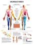 Dermatomes Anatomical Chart Laminated