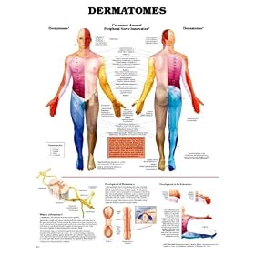 Dermatomes Anatomical Chart Laminated