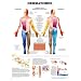 Dermatomes Anatomical Chart Laminated