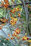 Produkt-Bild: Celastrus paniculatus Jyotismati 5 Samen
