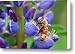 A Bee Visiting A Lupine Lupinus Flower Canvas Print / Canvas Art - Artist Darlyne A. Murawski
