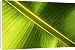 Canvas Prints of Banana leaf from Science Photo Library