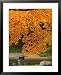 Autumn Leaves at Nitobe Japanese Garden, University of British Columbia, Vancouver, Canada Lonely Planet Collection Framed Art Poster Print by Lawrence Worcester, 25x31