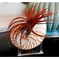 BUY : Air Plant Tillandsia Brachycaulos Miniata with Nautilus Shell and Acrylic Stand Stunning By Hinterland Trading