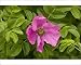 Photographic Prints of Japanese rose in flower. Garden from Ardea Wildlife Pets