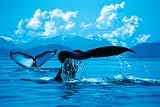 Humpback Whales (Tails) Gold Wood-Mounted Art Poster Print - 24 X 36