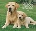 Labrador Retrievers, Yellow For the Love of 2009 Deluxe Wall Calendar