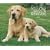 Labrador Retrievers, Yellow For the Love of 2009 Deluxe Wall Calendar (Multilingual Edition)