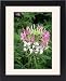 Framed Prints of Cleome Spider flower from Ros Drinkwater