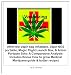 VAPORIZING MEDICAL MARIJUANA (With the Vapir bag inflatable, Vapir NO2 portable, Magic Flight Launch Box, & Arizer Portable Solo: A Comparative Analysis- Includes Bonus How to grow Medical Marijuana..