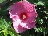 Amazon / Hirts: Rose of Sharon: Hibiscus Fantasia Rose Mallow