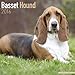 Basset Hound Calendar - Only Dog Breed Basset Hounds Calendar - 2016 Wall calendars - Hound Dog Calendars - Monthly Wall Calendar by Avonside