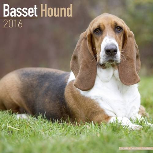 Basset Hound Calendar - Only Dog Breed Basset Hounds Calendar - 2016 Wall calendars - Hound Dog Calendars - Monthly Wall Calendar by Avonside
