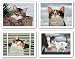 Cow and Cat - Rocky Selland - Hugo Hege - Sassy Lara Set by Lowell Herrero 9.5"x7.5"