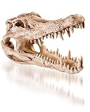 K&A Imports Crocodile-Skull, Extra Large